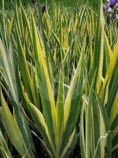 Iris pallida variegata IMG_20200611_160252